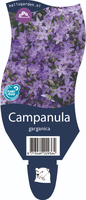 Campanula garganica