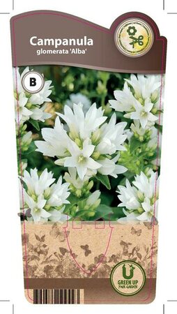 Campanula glomerata 'Alba'