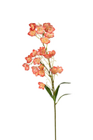 Campanula l95cm koraal