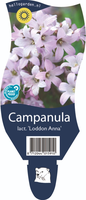 Campanula lac. 'Loddon Anna'