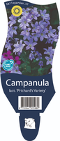 Campanula lac. 'Prichard's Variety'