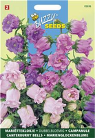 Campanula medium dubbelbloemig 0.5gram - afbeelding 3