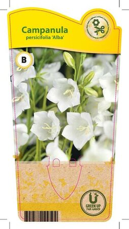 Campanula per. 'Alba'