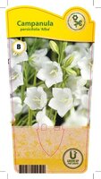 Campanula per. 'Alba'