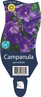 Campanula persicifolia