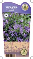 Campanula por. 'Catharina'