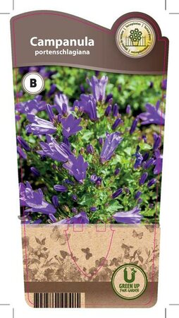 Campanula portenschlagiana