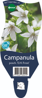 Campanula pos. 'E.H. Frost'