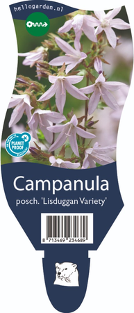 Campanula pos. 'Lisduggan Variety'