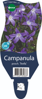 Campanula posch. Stella P11