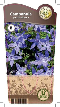 Campanula poscharskyana