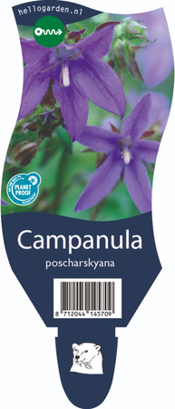 Campanula poscharskyana
