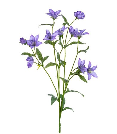 Campanulasteel l80cm paars