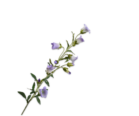 Campanulatak l88cm lila