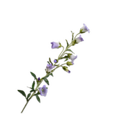 Campanulatak l88cm lila