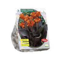 Canna bruinbladig oranje 3st