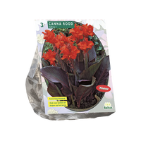 Canna donkerroodbladig rood 3st