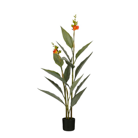 Canna in pot d46h115cm oranje