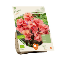 Canna salmon bio 1st