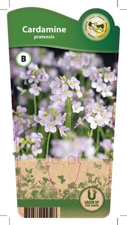 Cardamine pratensis