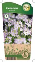 Cardamine pratensis