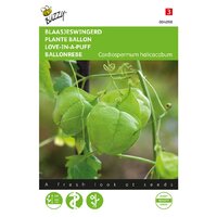 Cardiospermum halicacabum 2g