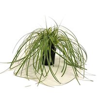 Carex 'Feather Falls' 2 liter pot