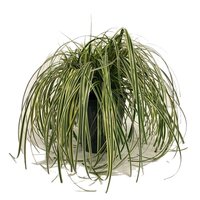 Carex 'Feather Falls' 5 liter pot