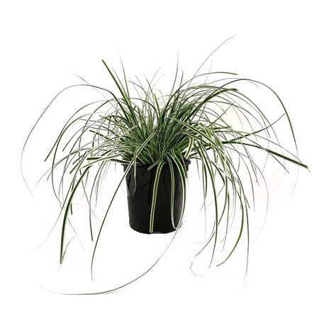 Carex oshimensis 'Everest' 2 liter pot