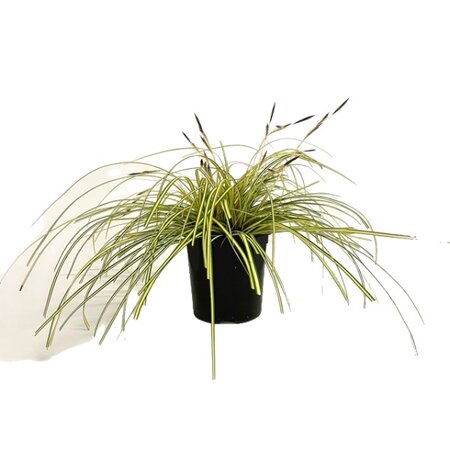 Carex oshimensis 'Evergold' 2 liter pot