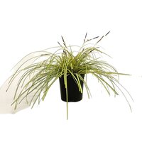Carex oshimensis 'Evergold' 2 liter pot