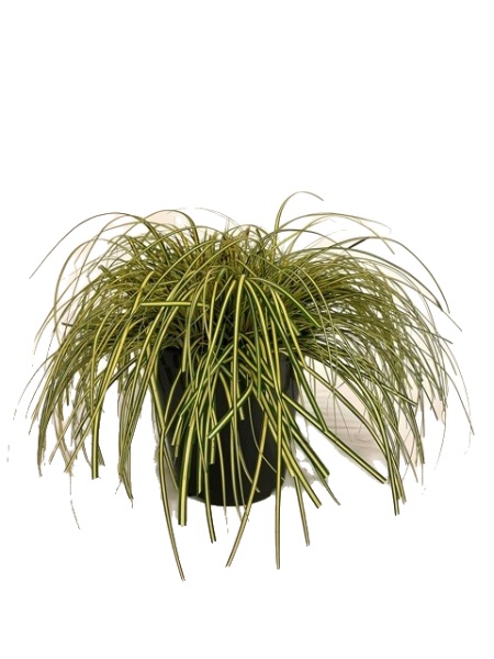 Carex oshimensis 'Evergold' 5 liter pot