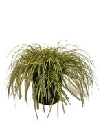 Carex oshimensis 'Evergold' 5 liter pot