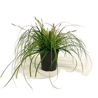 Carex oshimensis 'Everlime' 2 liter pot