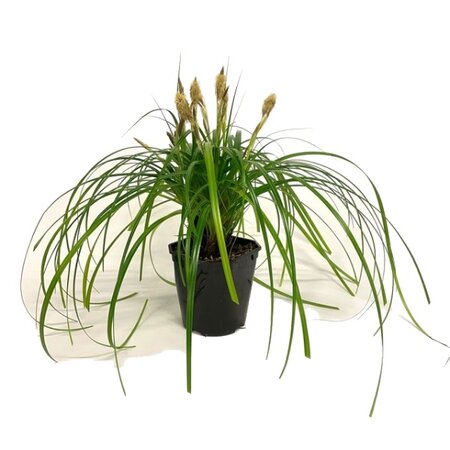 Carex 'Ribbon Falls'® 2 liter pot