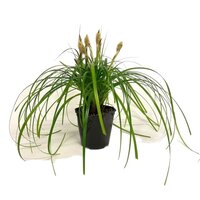 Carex 'Ribbon Falls'® 2 liter pot