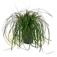 Carex 'Ribbon Falls'® 5 liter pot