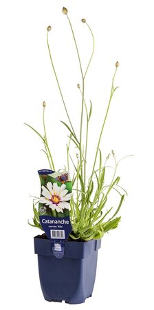 Catananche caerulea 'Alba'