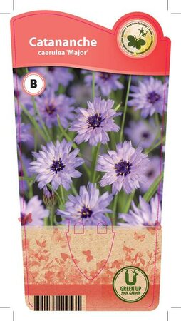 Catananche caerulea 'Major'