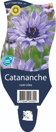 Catananche caerulea P11