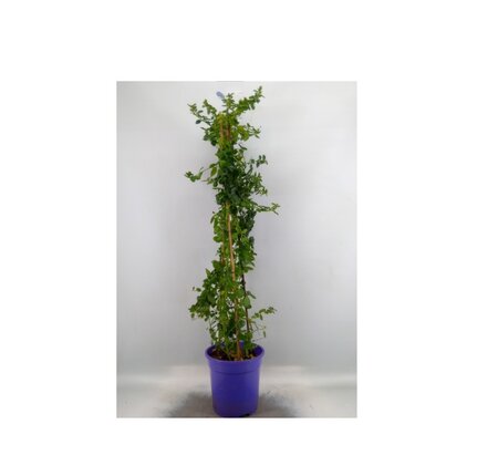Ceanothus thyrsiflorus var. repens