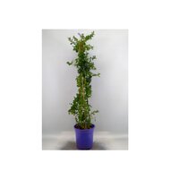 Ceanothus thyrsiflorus var. repens