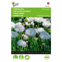 Centaurea cyanus white ball 1g