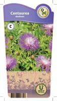 Centaurea dealbata