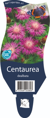 Centaurea dealbata