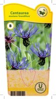 Centaurea mon. 'Grandiflora'
