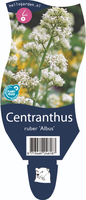 Centranthus r. Albus P11