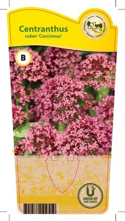 Centranthus rub. 'Coccineus'