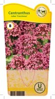 Centranthus rub. 'Coccineus'