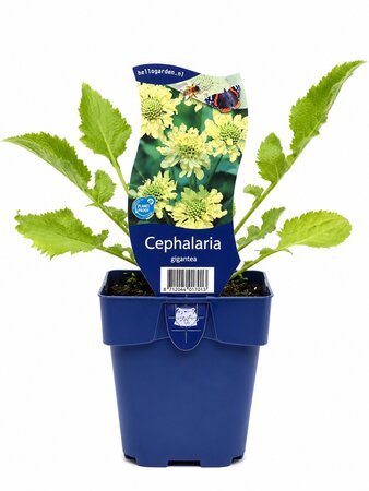 Cephalaria gigantea